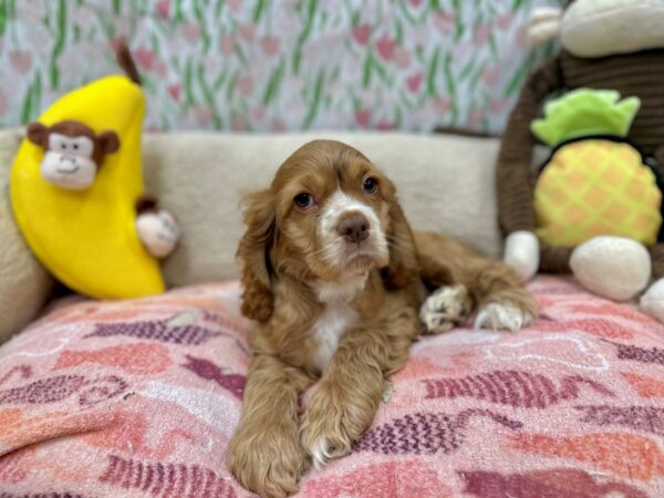 Cocker Spaniel-Dog-Female-Red-26651-Petland Las Vegas, Nevada