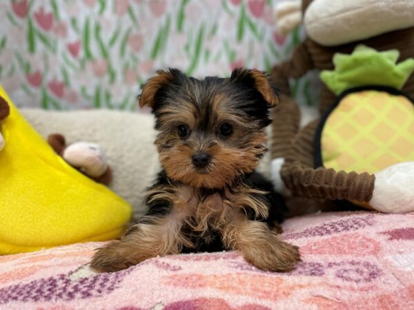 Yorkshire Terrier Dog Female Black and Tan 26632 Petland Las Vegas, Nevada