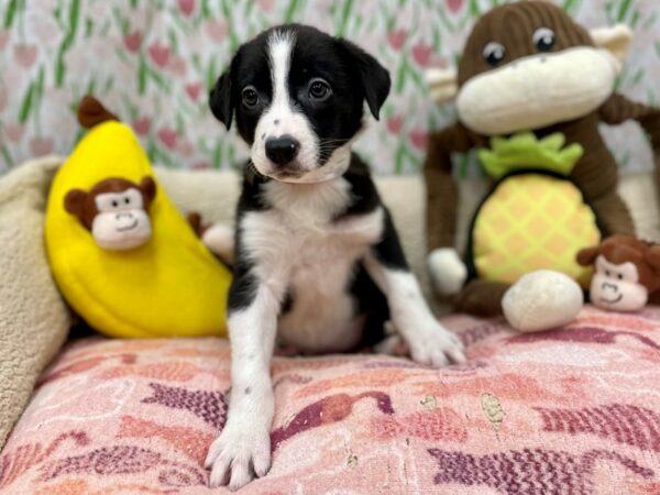 Border Collie Dog Female Black / White 26650 Petland Las Vegas, Nevada