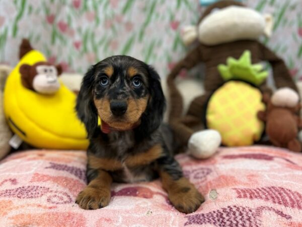 Dachshund Dog Male Black / Tan 26645 Petland Las Vegas, Nevada