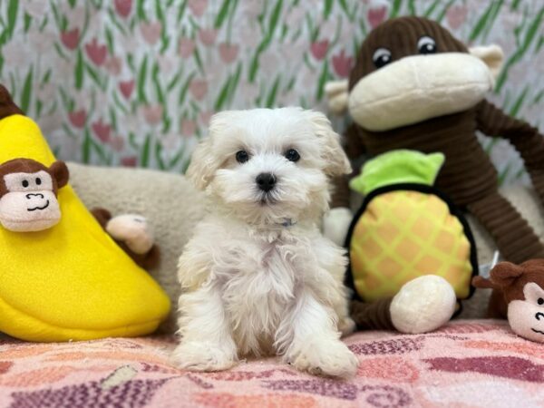 F1B Maltipoo-Dog-Male-White-26630-Petland Las Vegas, Nevada