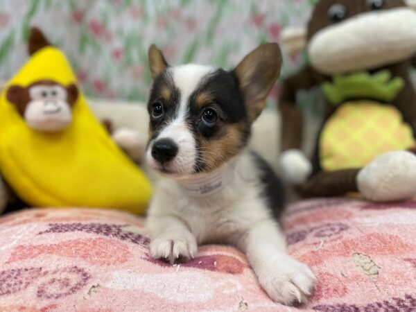 Pembroke Welsh Corgi Dog Female Black Tri 26661 Petland Las Vegas, Nevada