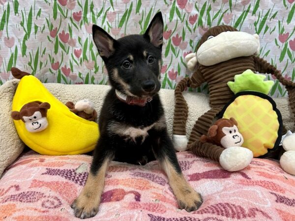 Shiba Inu Dog Female Black and Tan 26639 Petland Las Vegas, Nevada