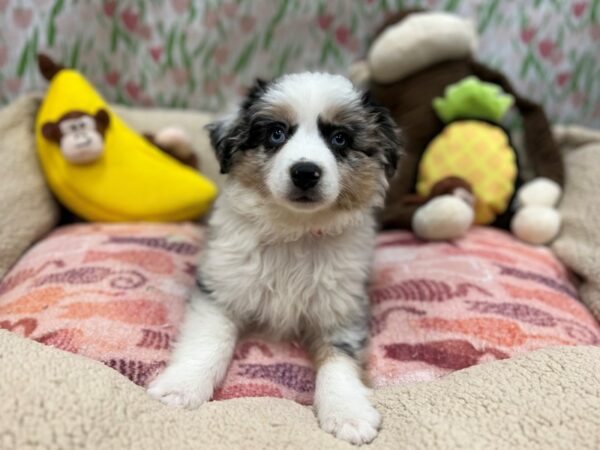 Miniature Australian Shepherd Dog Female Blue Merle White and Tan 26635 Petland Las Vegas, Nevada