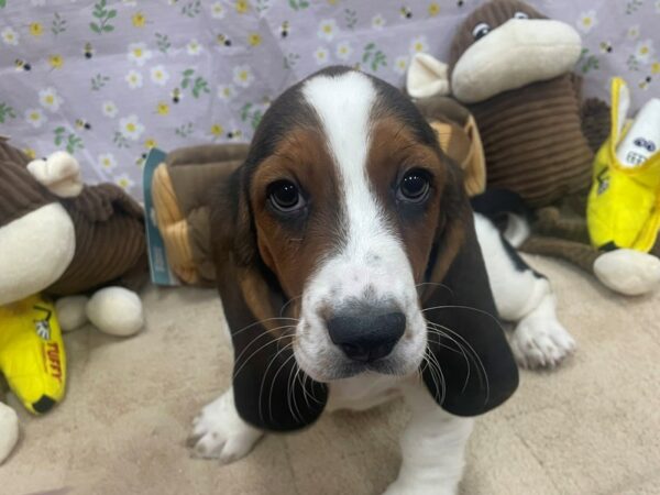 Basset Hound Dog Female Black White / Tan 26685 Petland Las Vegas, Nevada