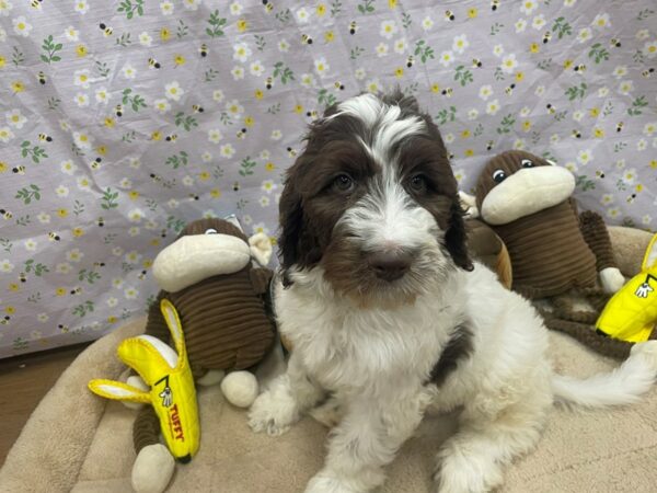 F1B Newfypoo-Dog-Male-White / Chocolate-26692-Petland Las Vegas, Nevada