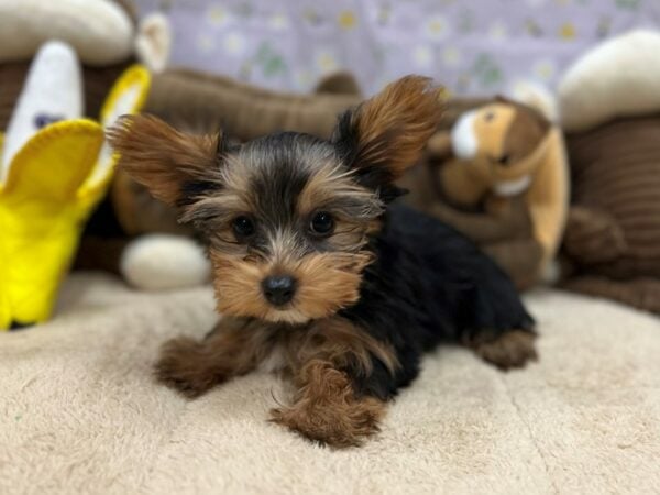 Yorkshire Terrier Dog Female Black / Tan 26691 Petland Las Vegas, Nevada