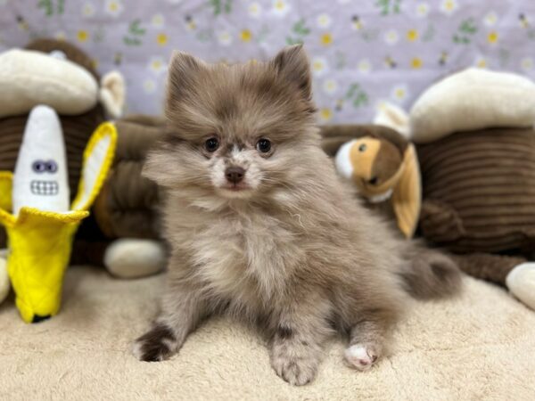 Pomeranian Dog Male Chocolate Merle 26690 Petland Las Vegas, Nevada