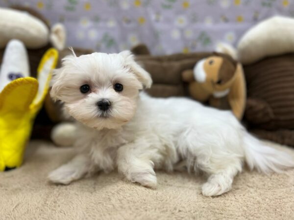 Maltese Dog Female White 26689 Petland Las Vegas, Nevada