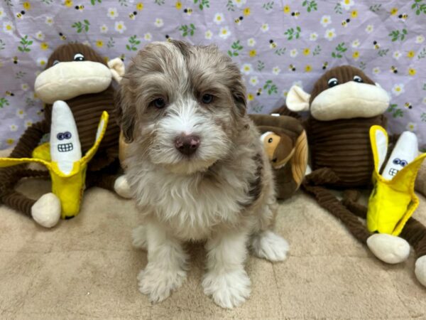 F1B Mini Sheepadoodle-Dog-Male-Chocolate Merle-26683-Petland Las Vegas, Nevada