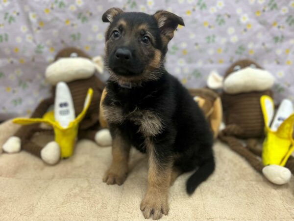 German Shepherd Dog-Dog-Male-Black / Tan-26682-Petland Las Vegas, Nevada