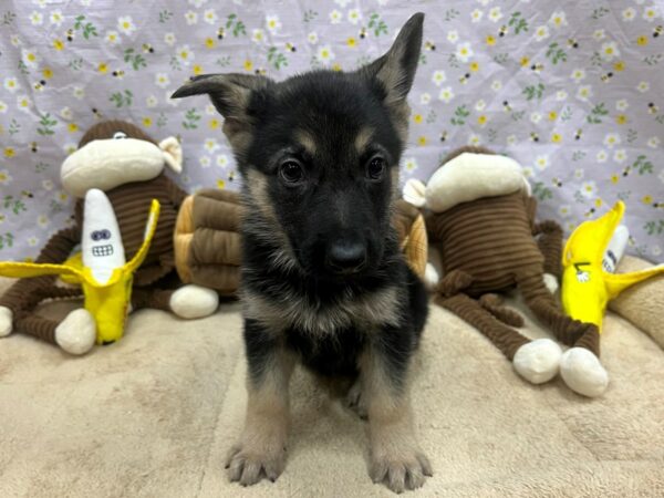 German Shepherd Dog Dog Female Black / Tan 26681 Petland Las Vegas, Nevada