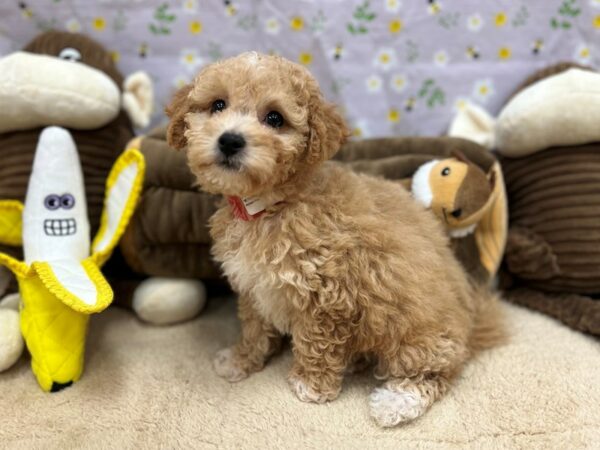 Bichon Frise/Poodle Dog Female Apricot 26673 Petland Las Vegas, Nevada