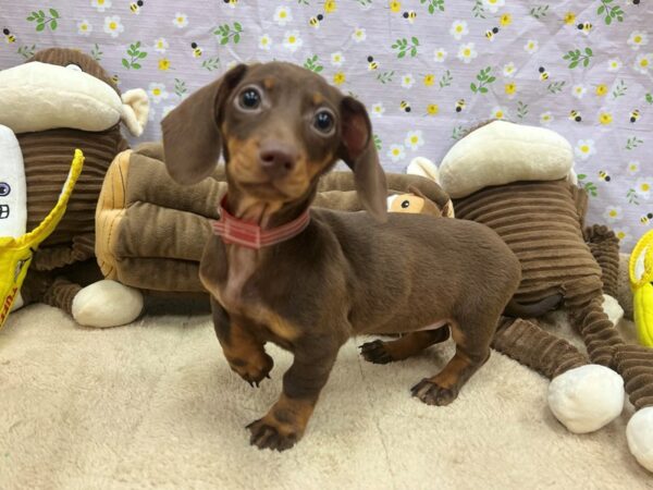 Dachshund Dog Female Chocolate and Tan 26667 Petland Las Vegas, Nevada