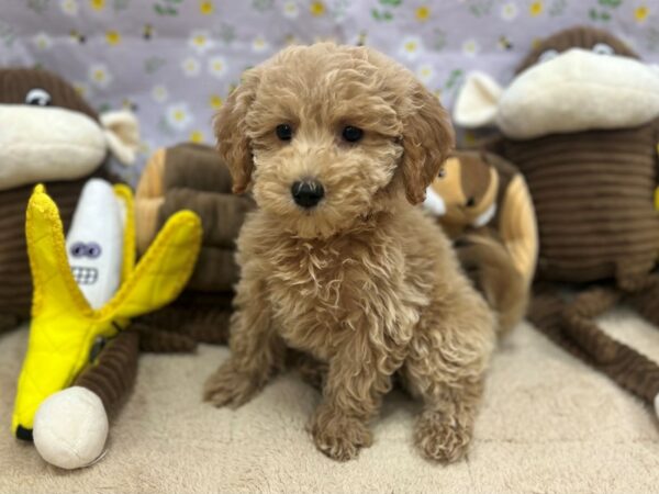 F1B Mini Goldendoodle-Dog-Female--26697-Petland Las Vegas, Nevada