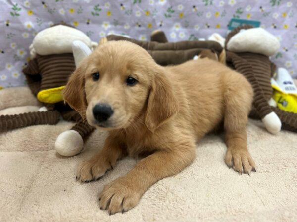 Golden Retriever-Dog-Female-Golden-26696-Petland Las Vegas, Nevada