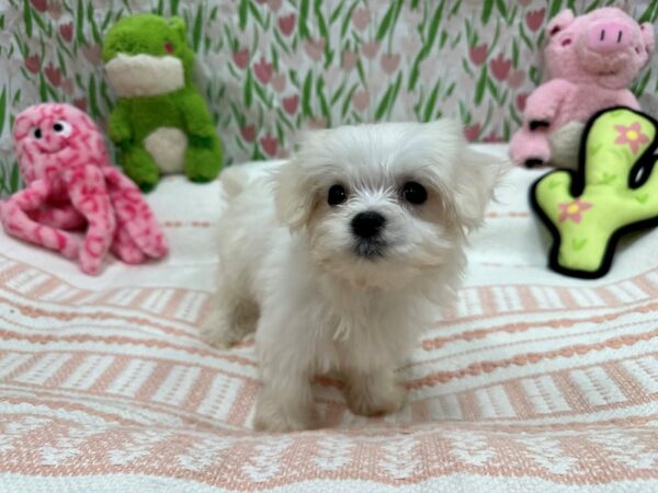 Maltese Dog Female White 26712 Petland Las Vegas, Nevada