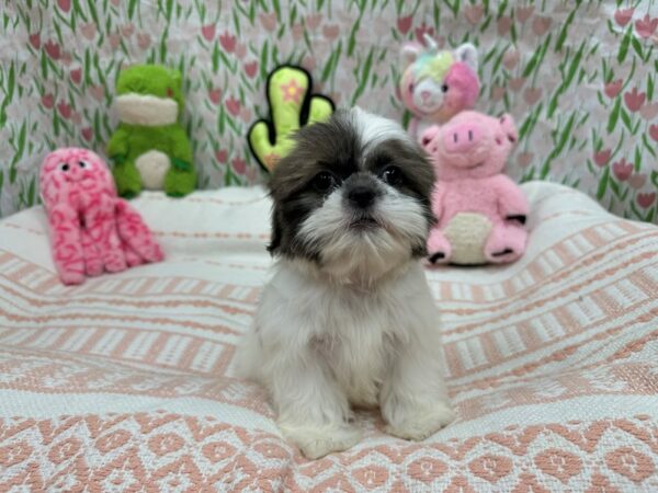 Shih Tzu Dog Female White / Blue Fawn 26720 Petland Las Vegas, Nevada