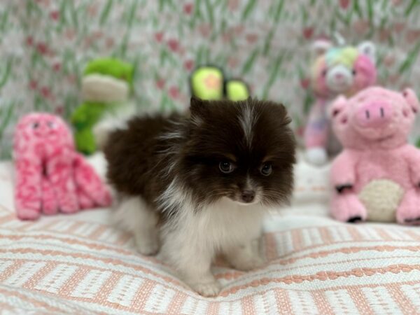 Pomeranian-Dog-Male-Chocolate / Tan-26719-Petland Las Vegas, Nevada