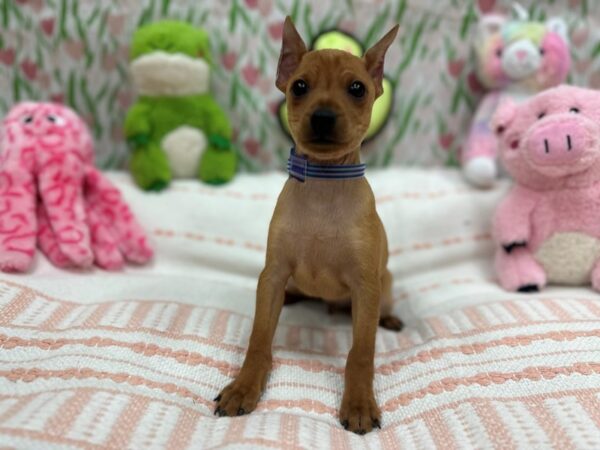 Miniature Pinscher Dog Male Red 26718 Petland Las Vegas, Nevada