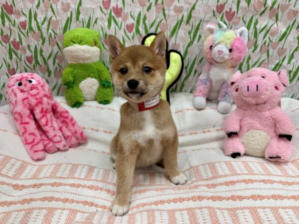 Shiba Inu-Dog-Female-Red-26714-Petland Las Vegas, Nevada