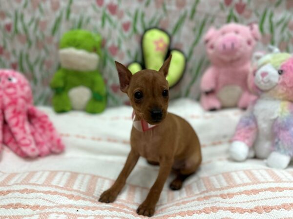 Miniature Pinscher Dog Female Red 26717 Petland Las Vegas, Nevada