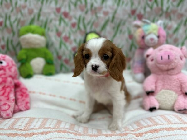 Cavalier King Charles Spaniel Dog Female Blenheim / White 26721 Petland Las Vegas, Nevada