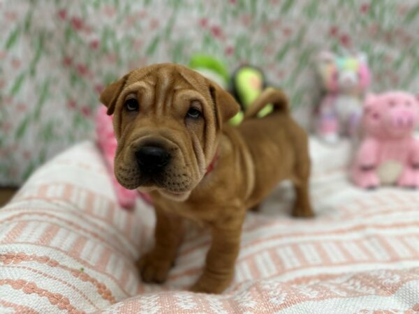 2nd Gen. Walrus-Dog-Male-Fawn-26715-Petland Las Vegas, Nevada