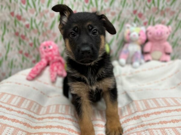 German Shepherd Dog-Dog-Male-Black / Tan-26722-Petland Las Vegas, Nevada