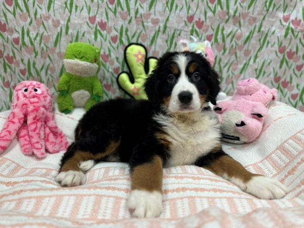 Bernese Mountain Dog Dog Female Black Rust and White 26705 Petland Las Vegas, Nevada