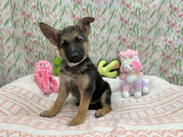 German Shepherd Dog Dog Female Black and Tan 26710 Petland Las Vegas, Nevada