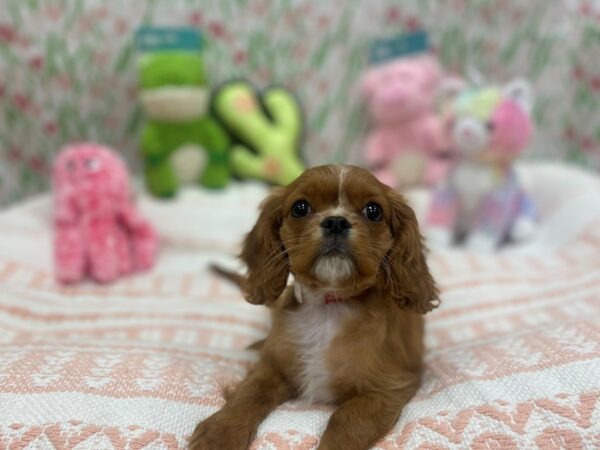 Cavalier King Charles Spaniel Dog Female Red and White 26706 Petland Las Vegas, Nevada