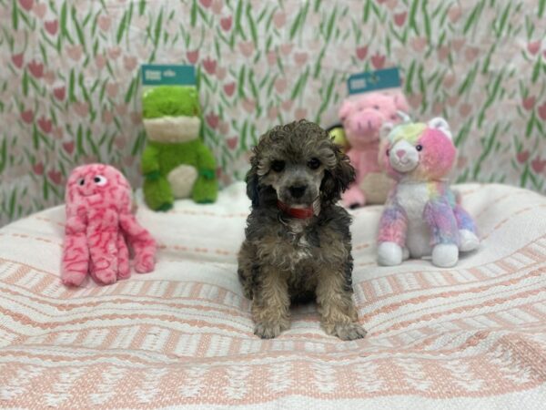 Poodle-Dog-Female-Silver Beige-26703-Petland Las Vegas, Nevada