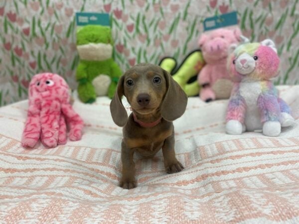 Dachshund Dog Female Blue and Tan 26709 Petland Las Vegas, Nevada