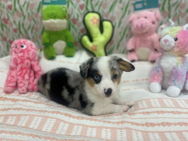 Pembroke Welsh Corgi/Toy Australian Shepherd-Dog-Female-Merle-26702-Petland Las Vegas, Nevada