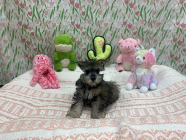 Miniature Schnauzer-Dog-Female-Salt and Pepper-26707-Petland Las Vegas, Nevada