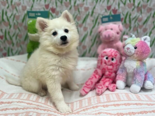 American Eskimo Dog-Dog-Female-White-26708-Petland Las Vegas, Nevada