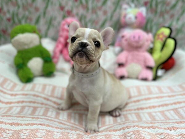 French Bulldog-Dog-Female-Cream-26725-Petland Las Vegas, Nevada