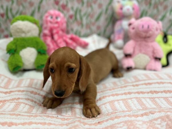 Dachshund-Dog-Male-Red-26724-Petland Las Vegas, Nevada