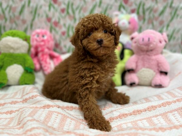 Poodle Dog Male Brown 26729 Petland Las Vegas, Nevada