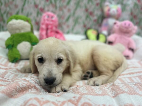 Golden Retriever Dog Female Cream 26727 Petland Las Vegas, Nevada