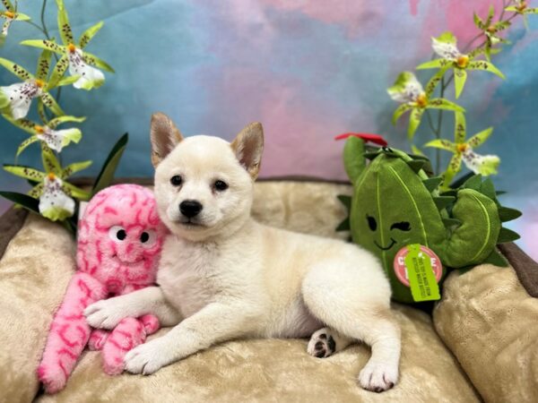 Shiba Inu-Dog-Female-Cream-26751-Petland Las Vegas, Nevada