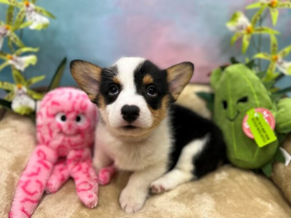 Pembroke Welsh Corgi Dog Male Black Tan / White 26750 Petland Las Vegas, Nevada