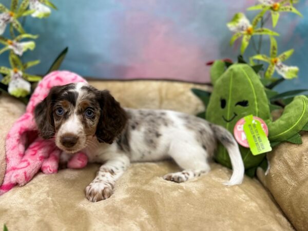 Dachshund Dog Female Chocolate / Tan 26744 Petland Las Vegas, Nevada