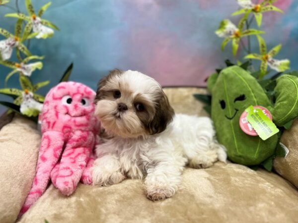 Shih Tzu Dog Female White / Chocolate 26752 Petland Las Vegas, Nevada