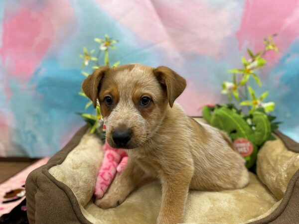 Australian Cattle Dog-Dog-Male-Red Speckled-26738-Petland Las Vegas, Nevada