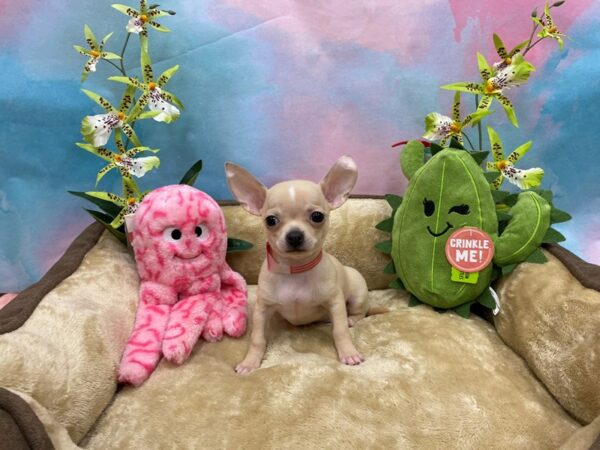 Chihuahua-Dog-Female-Cream-26742-Petland Las Vegas, Nevada