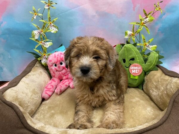 Poodle/Soft Coated Wheaten Terrier Dog Male Wheaten Merle 26757 Petland Las Vegas, Nevada