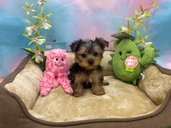 Yorkshire Terrier Dog Male Black / Tan 26755 Petland Las Vegas, Nevada