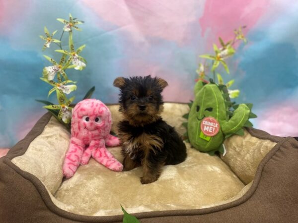 Yorkshire Terrier-Dog-Female-Black / Tan-26754-Petland Las Vegas, Nevada